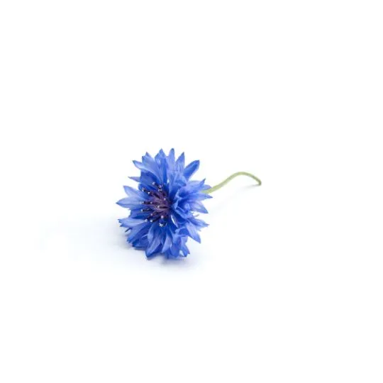 Cornflower water